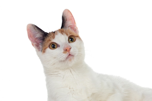 Photo white cat with beautiful brown eyes