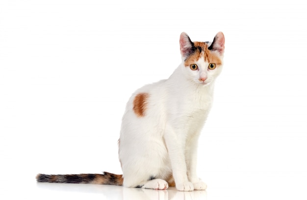 White cat with beautiful brown eyes