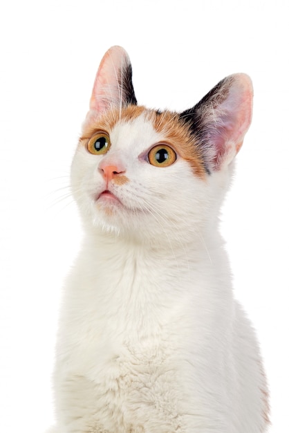 Photo white cat with beautiful brown eyes