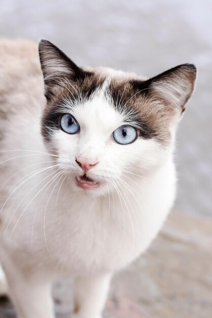 White cat with blue eyes close up portrait