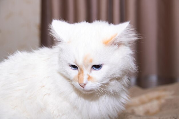 White cat with blue eyes closeup portrait