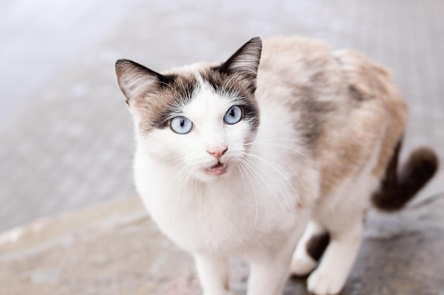 Gatto bianco con il ritratto del primo piano degli occhi azzurri