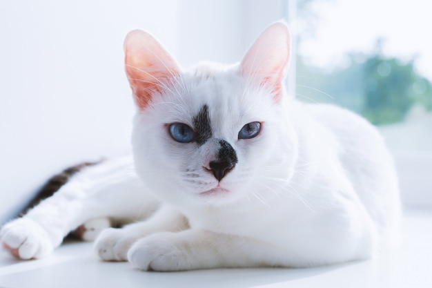 White cat with blue eyes lies on the windowsill