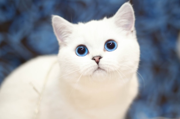 Photo white cat with blue eyes looking at camera background blurred