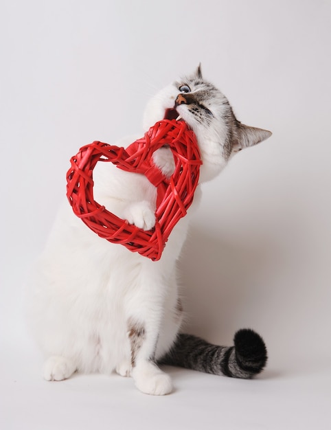 White cat with blue eyes in red bow tie nibbles decorative heart