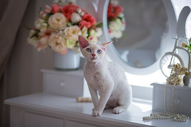 Photo white cat with blue eyes sitting on the dressing table in the room