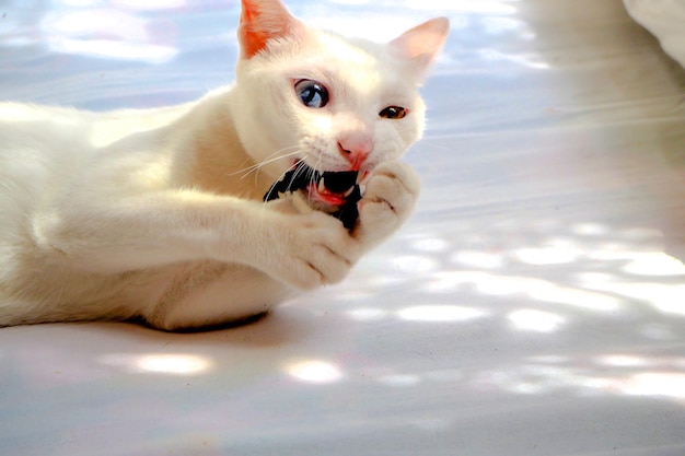 white cat with colorful eyes