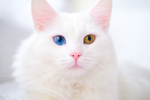 White cat with different color eyes. Turkish angora. Van kitten with blue and green eye lies on white bed. Adorable domestic pets, heterochromia