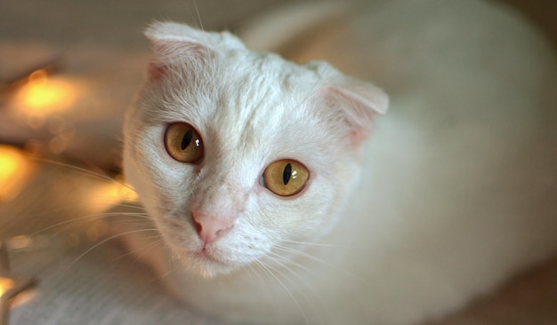 a white cat with eyes like amber