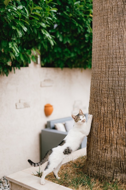 A white cat with gray spots is clawing the trunk of a large tree