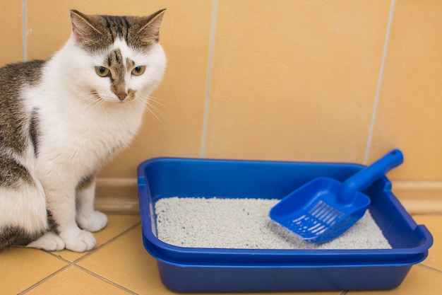 灰色の斑点のある白猫が猫用の青いトイレの近くに座っています。