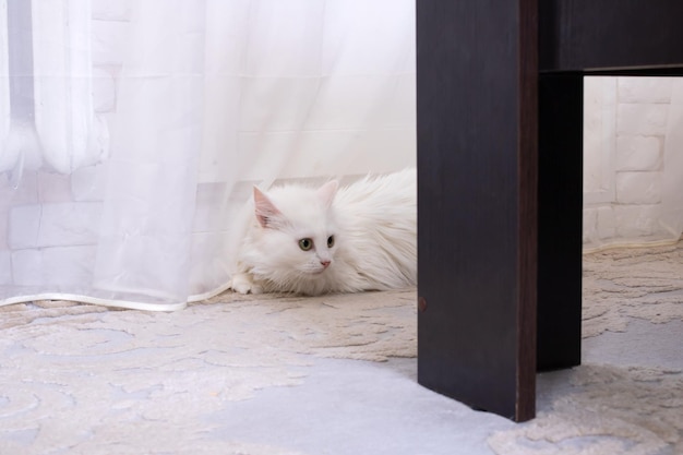 White cat with green eyes lying on the floor