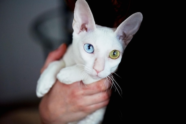 White cat with Heterochromia