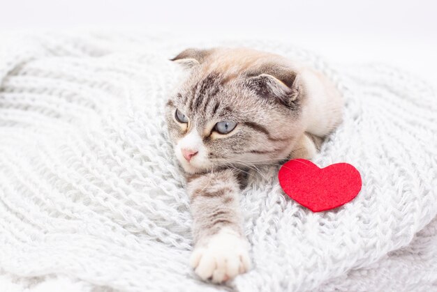 붉은 마음 엽서 사랑 고양이와 흰 고양이