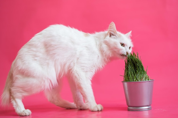 A white cat with a short red tail eats fresh grass from a steel pot Kuril bobtail sniffs greens on a pink background