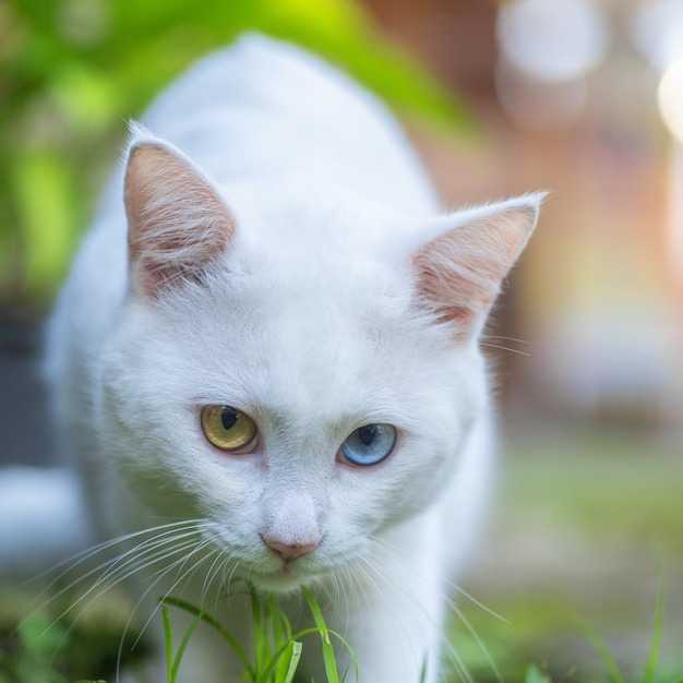 A white cat with a yellow eye and blue eye is walking through the grass.