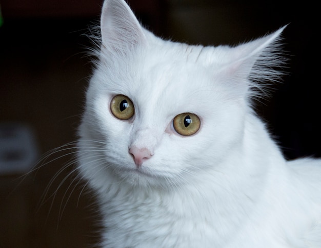 White cat with yellow-green eyes