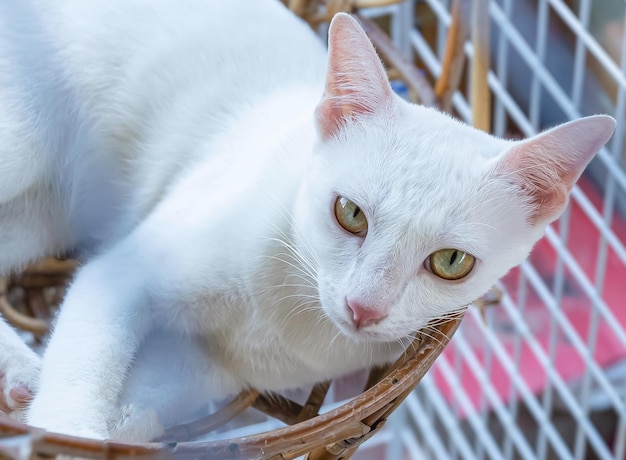 Photo white cat