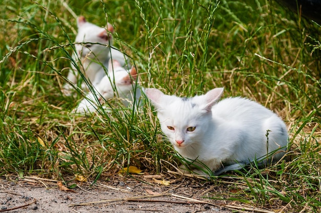 White cats sit in the green grass on a summer day