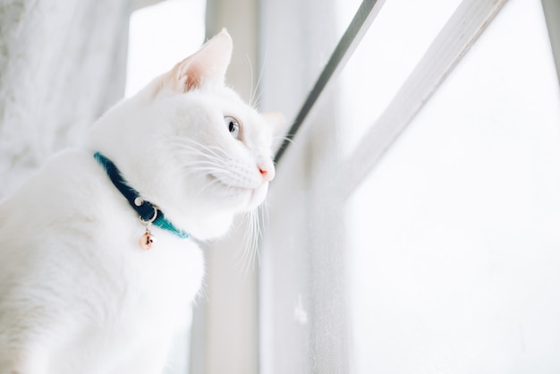 흰 고양이 창턱에 앉아 아침 빛 창을 찾고, 고양이 화창한 날에 창 밖을 보면서