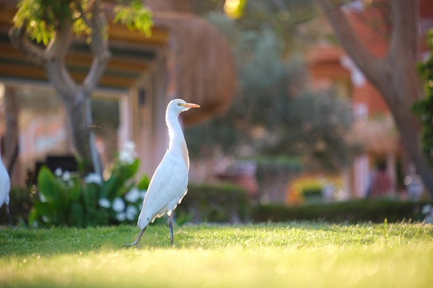 White cattle egret wild bird, also known as Bubulcus ibis, walking on green lawn at hotel yard in summer.