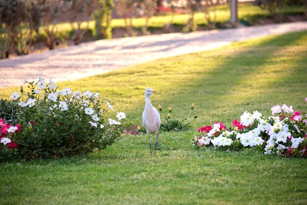 White cattle egret wild bird also known as bubulcus ibis\
walking on green lawn at hotel yard in summer