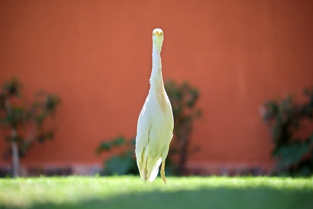 White cattle egret wild bird also known as Bubulcus ibis walking on green lawn at hotel yard in summer