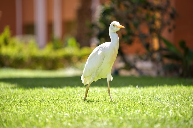White cattle egret wild bird also known as Bubulcus ibis walking on green lawn in summer