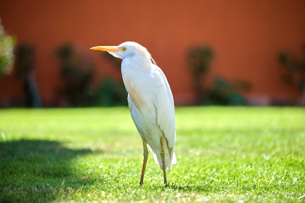 写真 夏にホテルの庭で緑の芝生の上を歩く白アマサギ野鳥、bubulcusibisとしても知られています