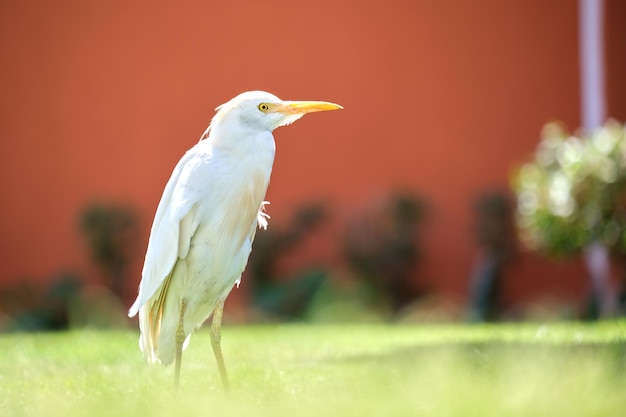 写真 夏にホテルの庭で緑の芝生の上を歩く白アマサギ野鳥、bubulcusibisとしても知られています