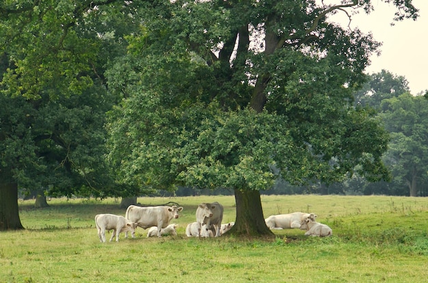 White cattle on the meadow under a tree Farm animal for meat production