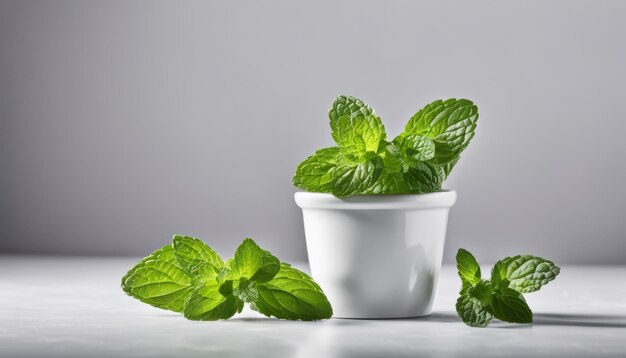 A white ceramic pot with green leaves