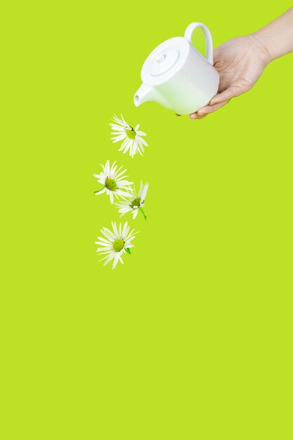 White ceramic teapot with camomile flower bloom against light green background. Healthy chamomile tea or infusion, mortar herbs bloom layout.