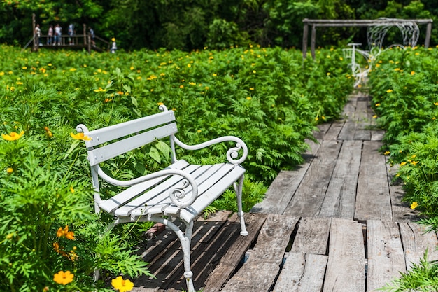 노란 코스모스 꽃밭에 흰색 의자