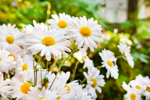 White Chamomile Chrysanthemum flowers closeup