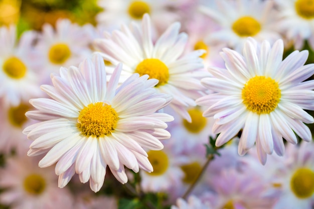 White Chamomile Chrysanthemum flowers closeup