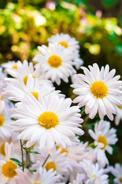 White Chamomile Chrysanthemum flowers closeup