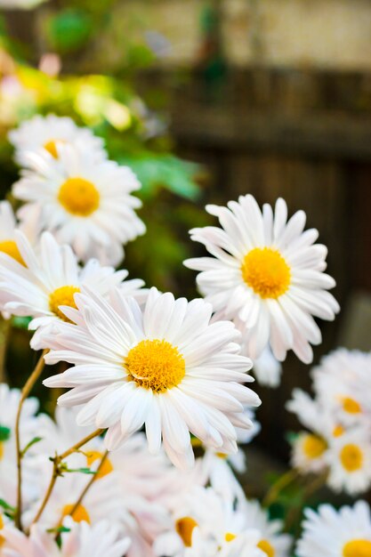 White Chamomile Chrysanthemum flowers closeup