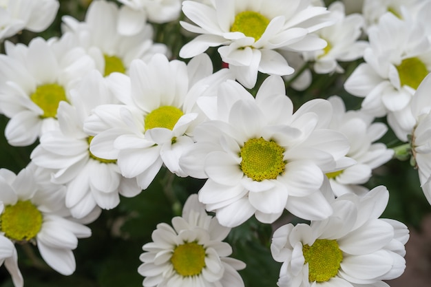 White chamomile chrysanthemums.