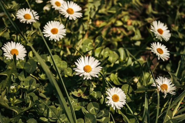 White chamomile closeup in the wild field Sunny flowers