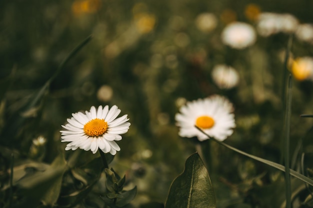 White chamomile closeup in the wild field Sunny flowers