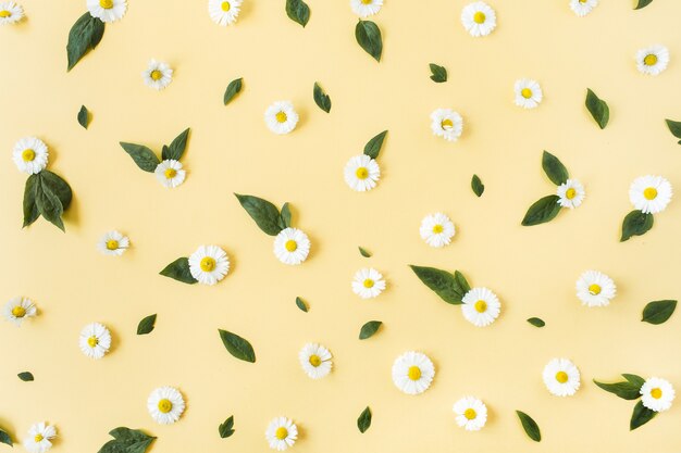 White chamomile daisy flowers pattern on yellow surface