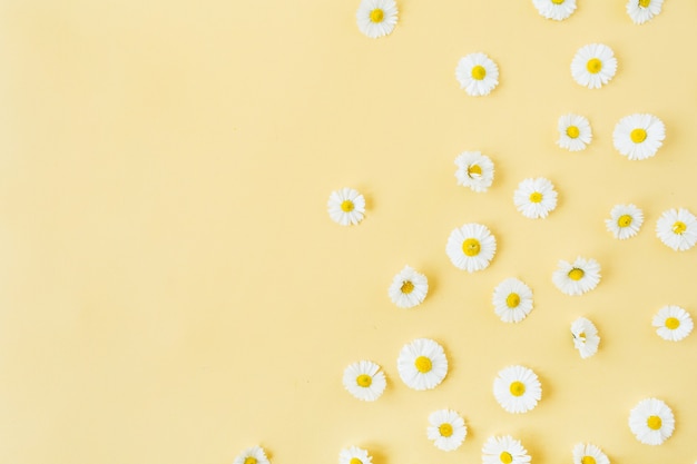 White chamomile daisy flowers pattern on yellow