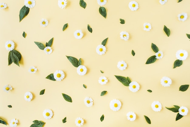 White chamomile daisy flowers pattern on yellow