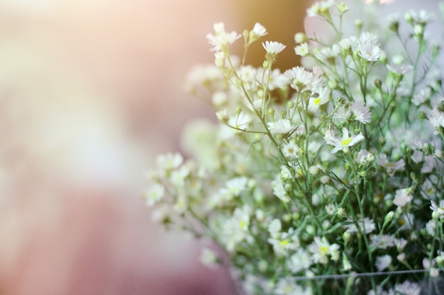 White Chamomile or daisy hipster flowers with natural sunlight in garden.