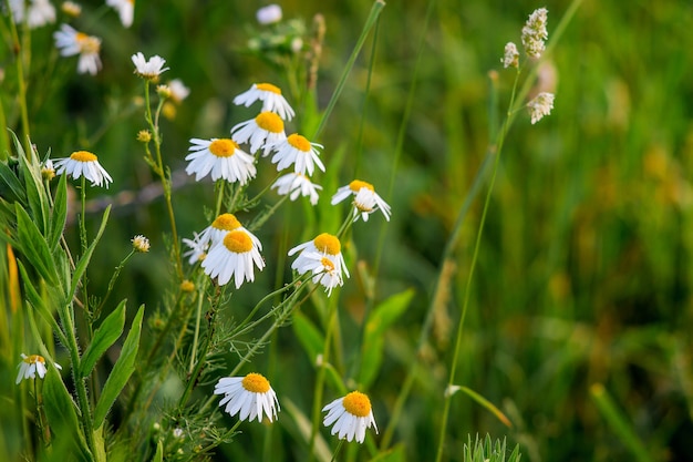 Camomilla bianca nel campo tra l'erba verde