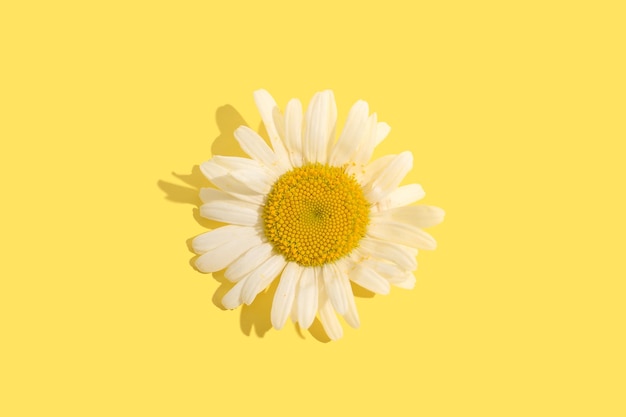 White chamomile flower closeup on a yellow background