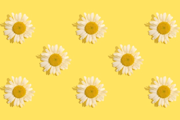 White chamomile flower closeup on a yellow background