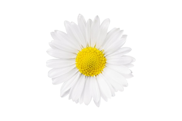 White Chamomile flower isolated on white background Daisy flower medical plant Chamomile flower head as an element for your design