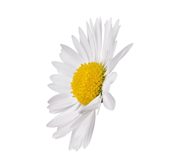 White Chamomile flower isolated on white background Daisy flower medical plant Chamomile flower head as an element for your design